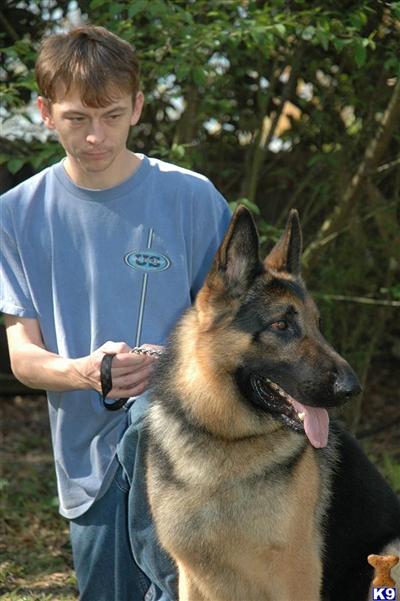 Stud Dogs - German Shepherd